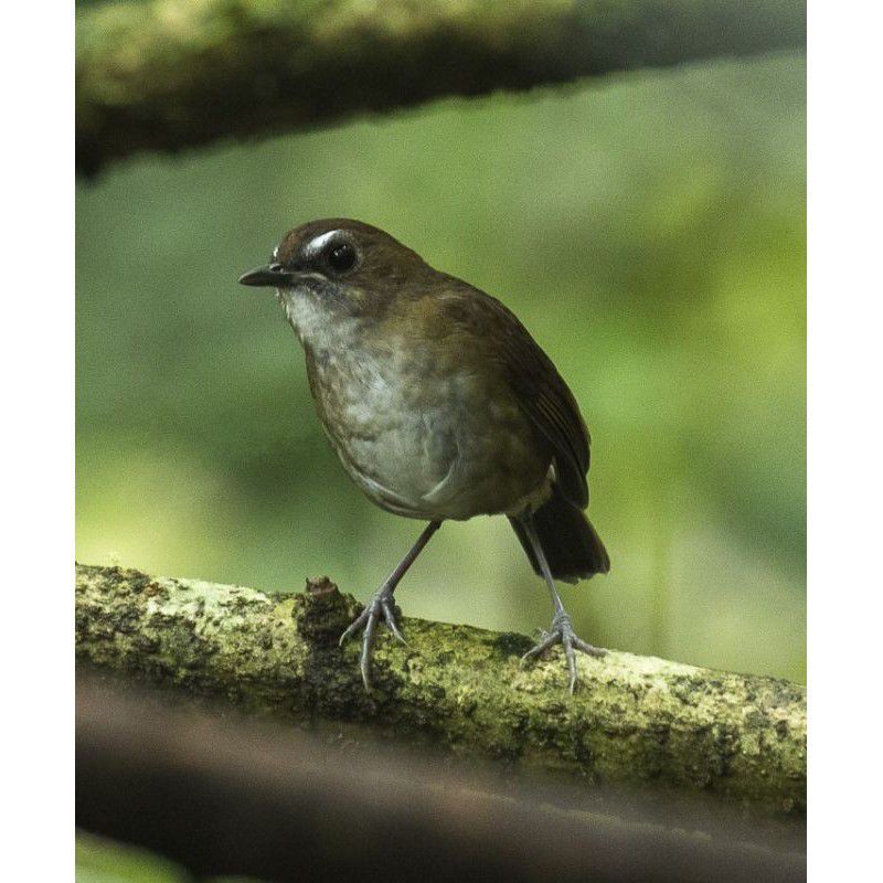 Jual Burung Cincoang/Jongkangan Coklat | Shopee Indonesia