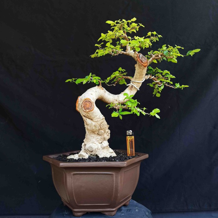 Jual Bonsai Tanaman Hias Pohon Serut Gaya Meliuk Liuk Ekspresionis  Indonesia|Shopee Indonesia