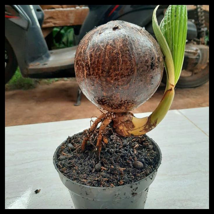 Jual Bonsai Kelapa Minion-Bahan Bonsay Batok Kelapa Nungging. Indonesia|Shopee  Indonesia