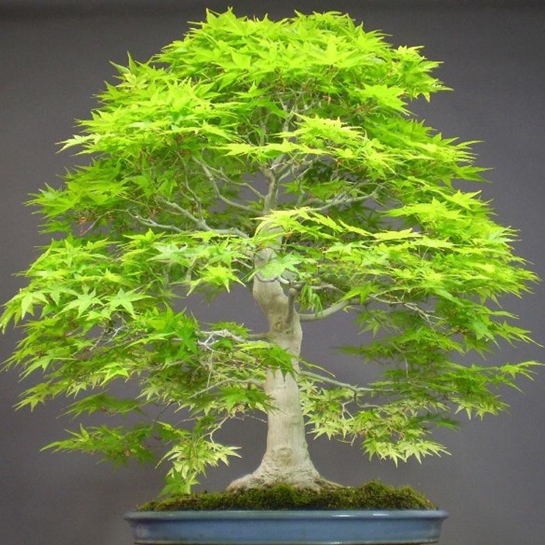 Jual Bibit Tanaman Bonsai Jepang Langka Organik V3T Indonesia|Shopee  Indonesia