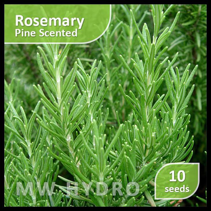 Cara Merawat Rosemary Apa itu essential oil, bagaimana cara kerjanya