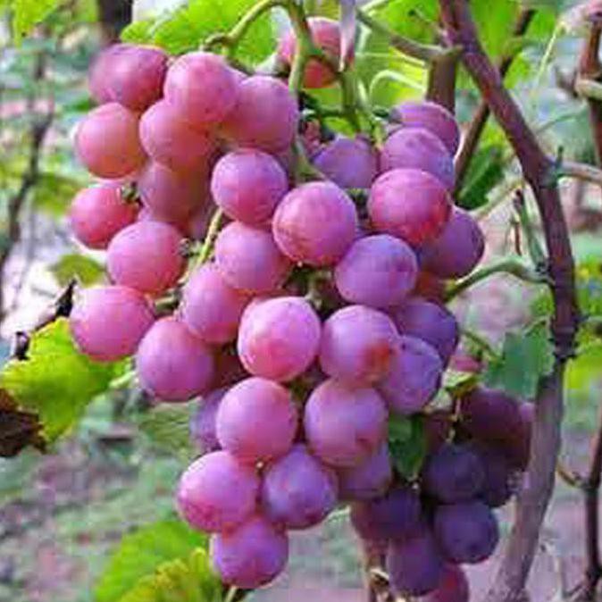 Gambar Buah Anggur Merah Besar