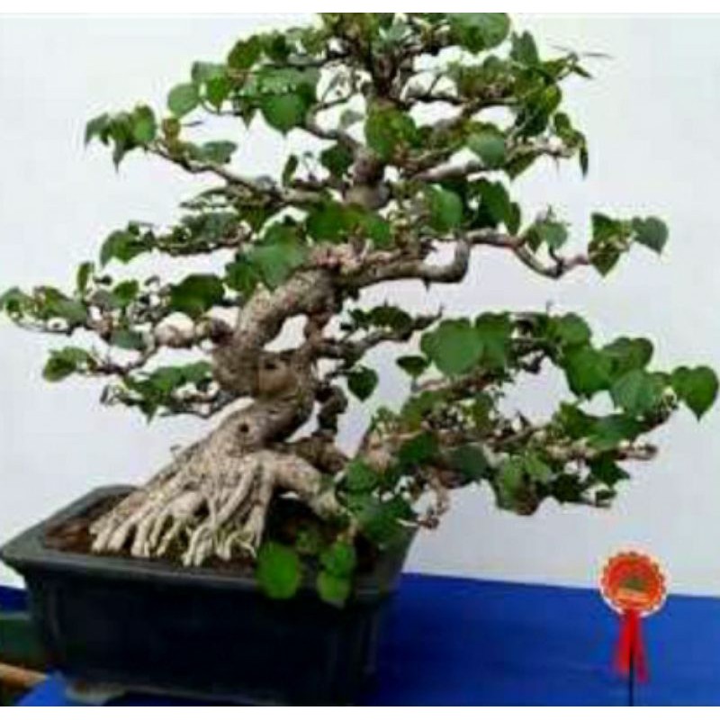 Jual Bonsai Waru Medium Bahan Bonsai Waru Emprit Waru Jawa Waru Mini  Indonesia|Shopee Indonesia