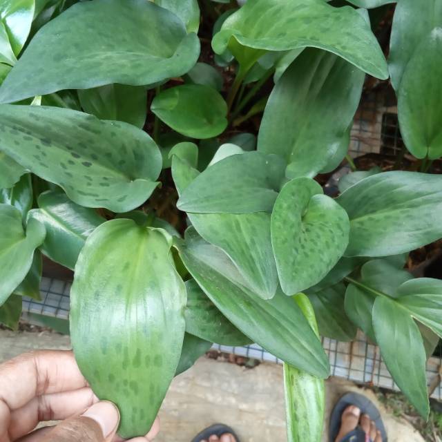 Pohon herbal keladi tikus tanaman keladi tikus Shopee Indonesia