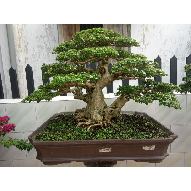 Jual Bahan Bonsai Sancang Indonesia|Shopee Indonesia