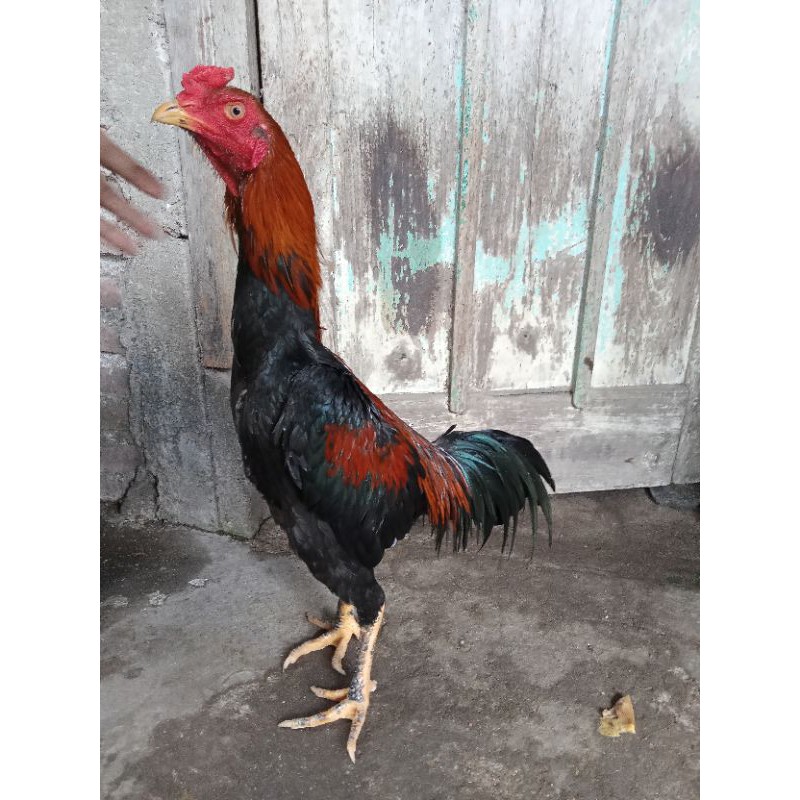 Warna Ayam Pamangon Wido Yang Bagus / Parbeguanfarm Instagram Posts Gramho Com Panen anak ayam