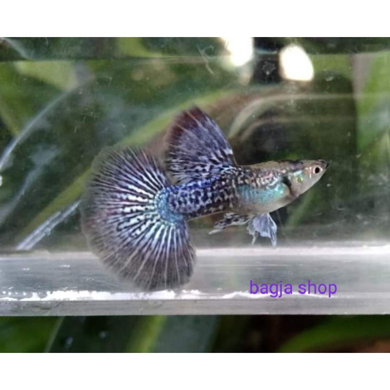 Jual Guppy Blue Dragon Grande A + Indonesia|Shopee Indonesia