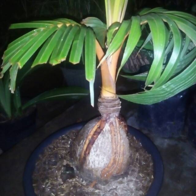 Jual Bibit Bonsai Kelapa Sudah Jadi Indonesia|Shopee Indonesia
