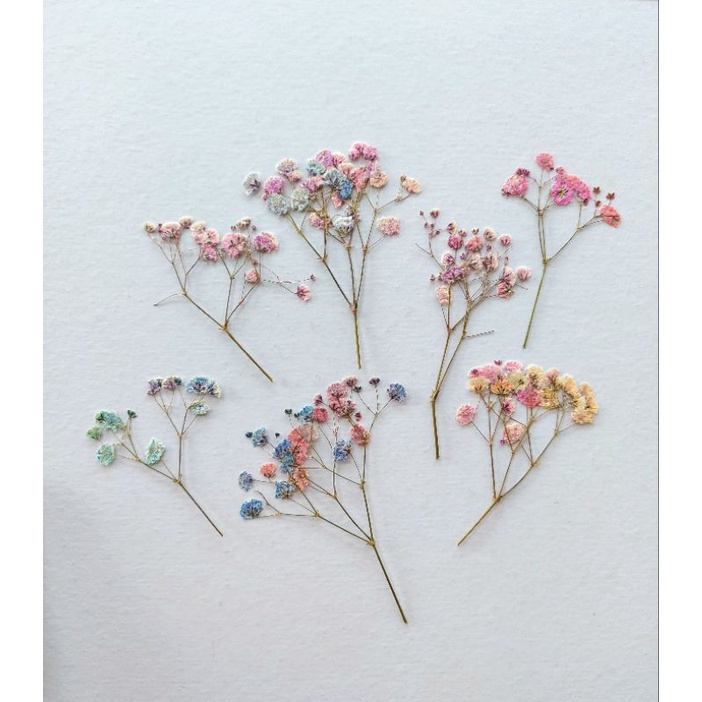 Jual Rainbow Baby Breath pressed flower Rainbow Baby Breath Pressed