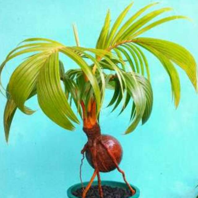 Jual Bonsai Kelapa Udah Jadi Indonesia|Shopee Indonesia