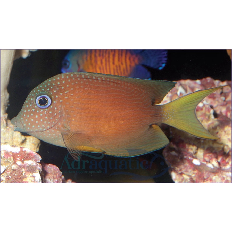 Jual (Bandung) Ikan Hias Air Laut Botana Coklat Ctenochaetus Sp Bristletooth | Shopee Indonesia