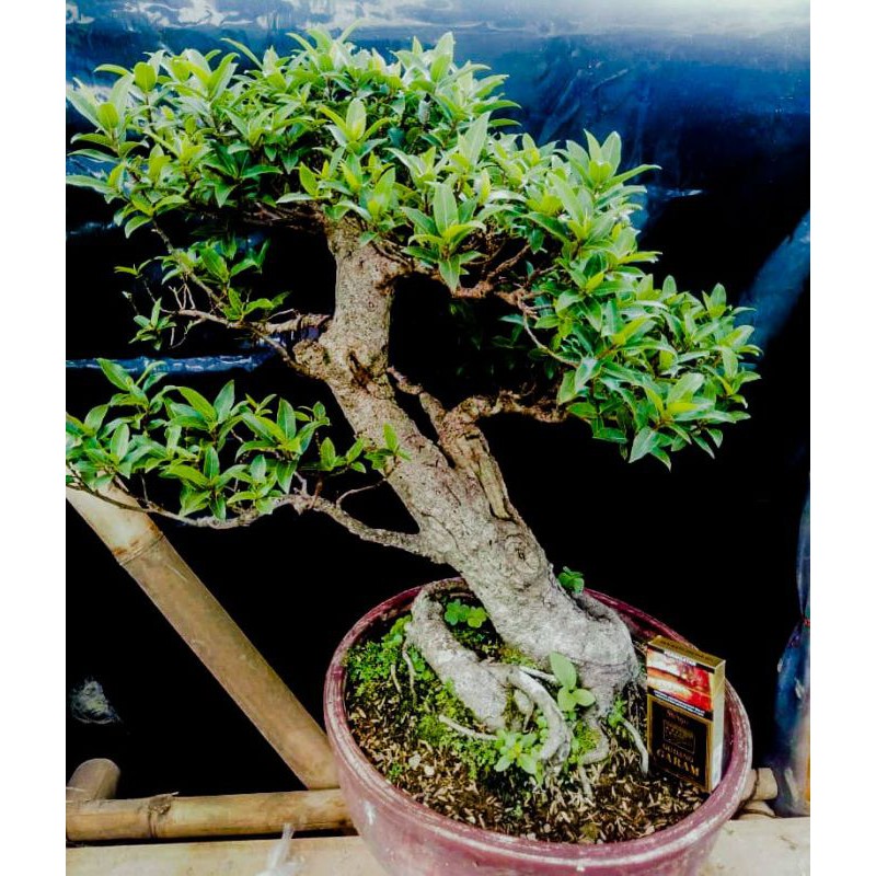 Jual Bonsai Jadi..pohon Loa Tinggal Pajang.. Indonesia|Shopee Indonesia