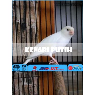 Harga Kenari Jantan Terbaru November 2021 | BigGo Indonesia