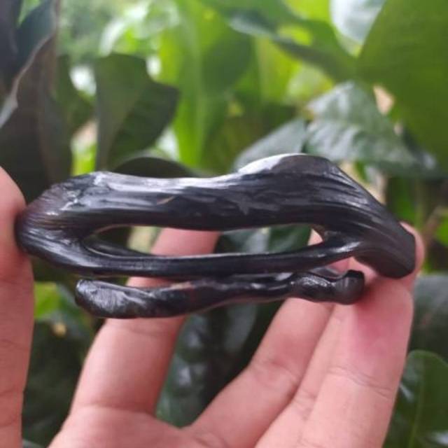Manfaat Gelang Akar Bahar Hitam AKARKUA