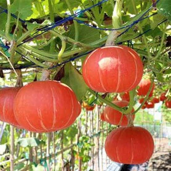 Benih Biji Labu Kabocha Squash Labu Jepang Isi 10 Biji Shopee Indonesia