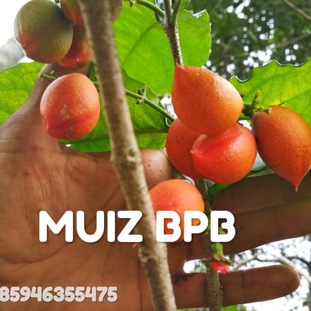 ❊xvf-648 BIBIT KACANG AMAZON/ PEANUT BUTTER FRUIT $ | Shopee Indonesia