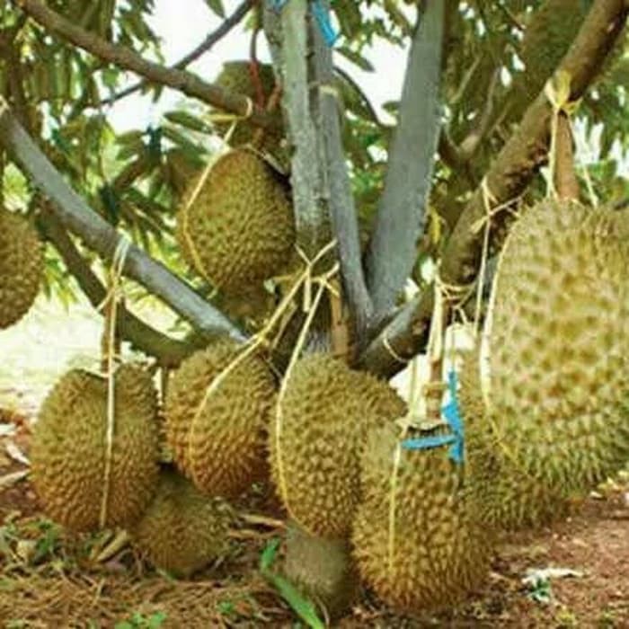 Cara Menanam Pokok Durian englshgem