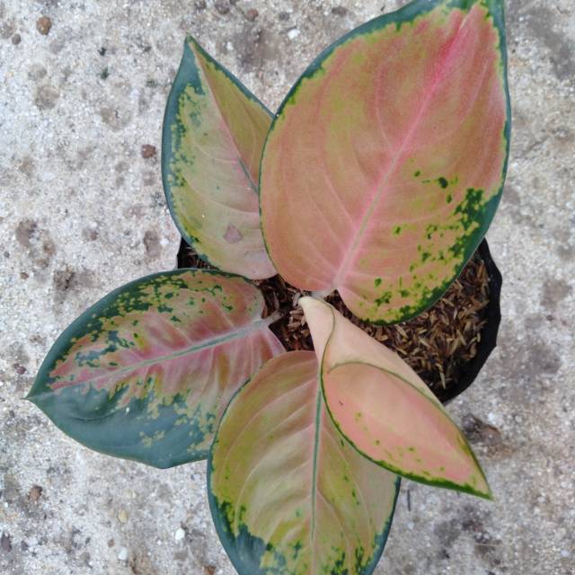 Bunga aglonema sultan Brunei | Shopee Indonesia