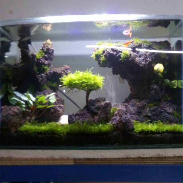 Harga Aquascape Full Set Paludarium 2021