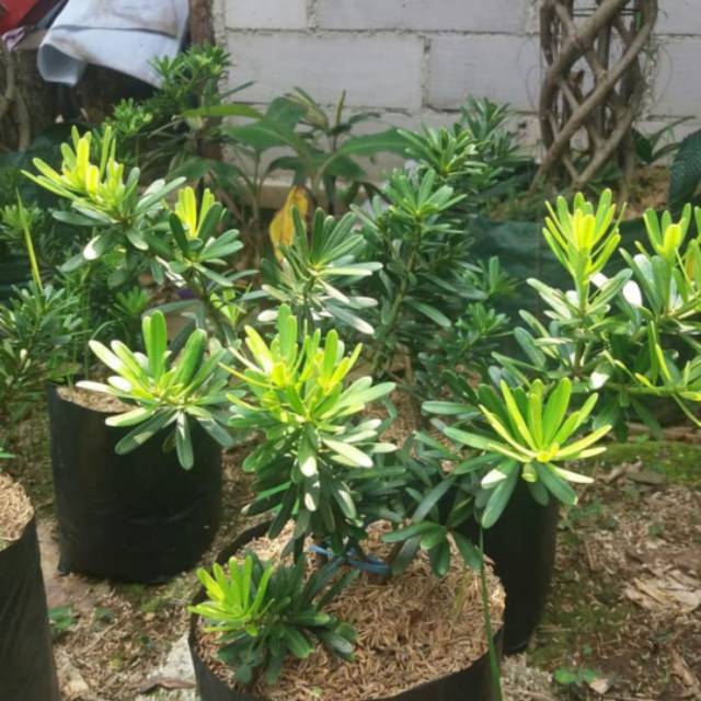 Jual Tanaman Hias Lohansung Cincuan - Bibit Bonsai - Lohansung Cincuan  Indonesia|Shopee Indonesia