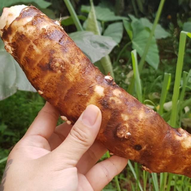 Jual Talas Belitung / kimpul / bentul organik 1 kg Shopee Indonesia