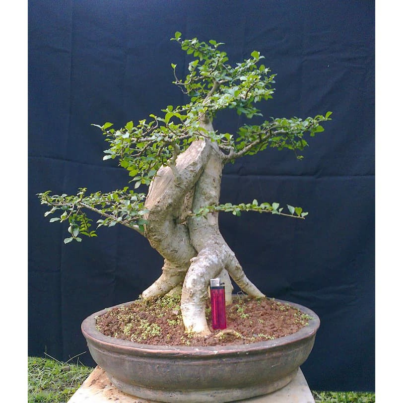 Jual Bibit Bonsai Serut Super Unggul Indonesia|Shopee Indonesia