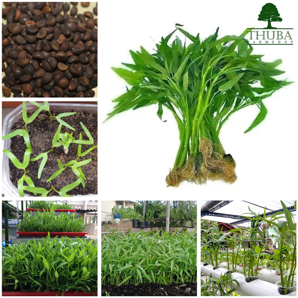 500 Biji Benih Kangkung BANGKOK LP1 Panen Umur 25 Hari Bibit