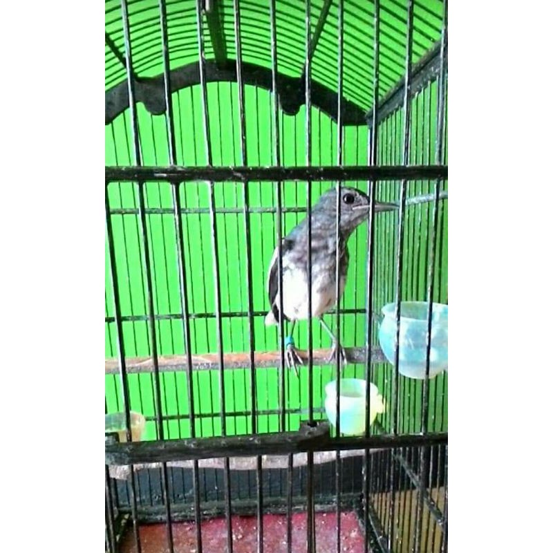 Jual Trotol Kacer Betina Ring/Ternakan. Indonesia|Shopee Indonesia 800_x_800_jpg