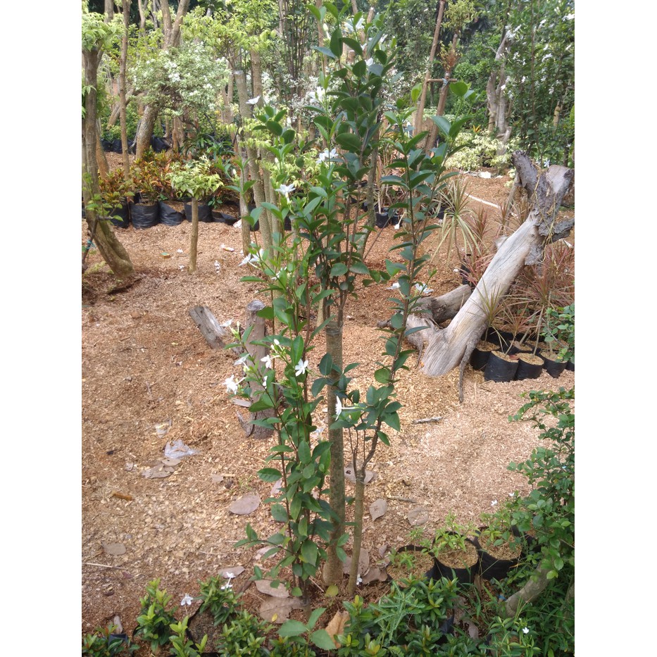 Jual 16880 - Bonsai Melati Yasmin | Tanaman Hias Melati Jasmin | Pohon  Bonsai Berkualitas Indonesia|Shopee Indonesia