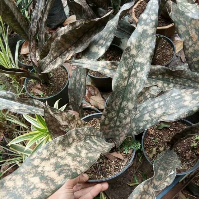 Jual Tanaman Hias Sansivera Kirkii Brown/Sansivieria/Sanseviera/Sansiveira Coklat Kirki | Shopee Indonesia