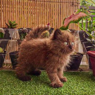 Jual Kucing Himalaya Coklat Langka | Shopee Indonesia