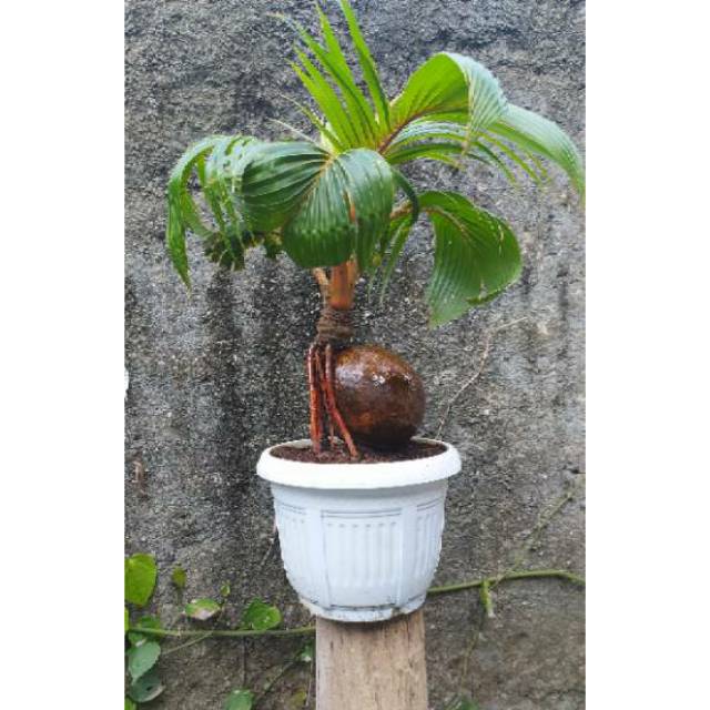 Jual Bonsai Kelapa Minion Bonsai Barang Antik Kelapa Indonesia|Shopee  Indonesia