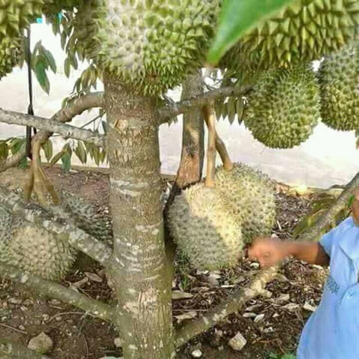 Durian Musang King Kaki 3