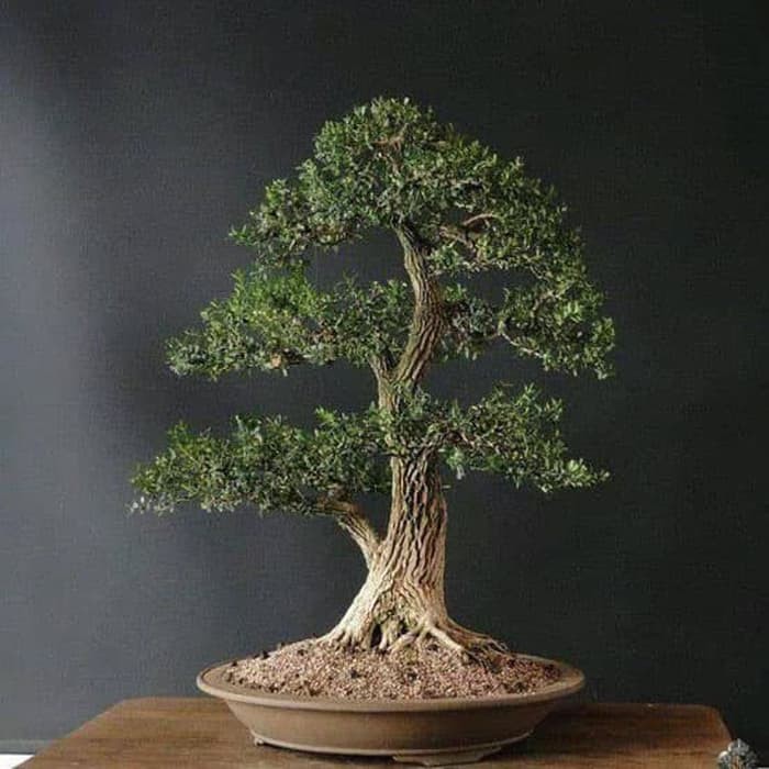 Jual Boksus Tanaman Bahan Bonsai Yang Bagus Untuk Pemula Dan Profesional  Indonesia|Shopee Indonesia