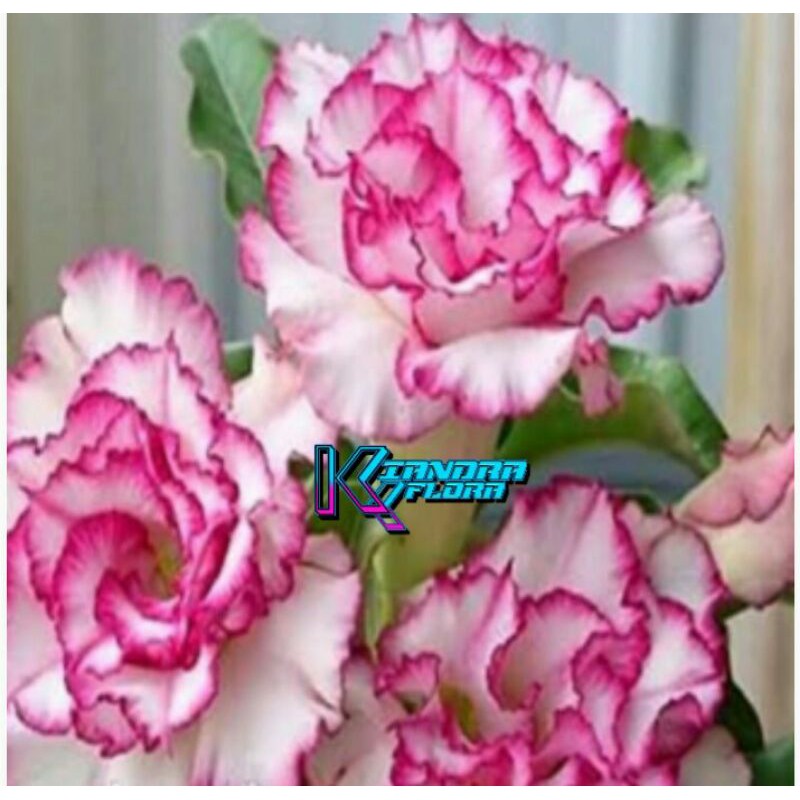 Jual Bibit tanaman Adenium Obesum Carnation Indonesia|Shopee Indonesia
