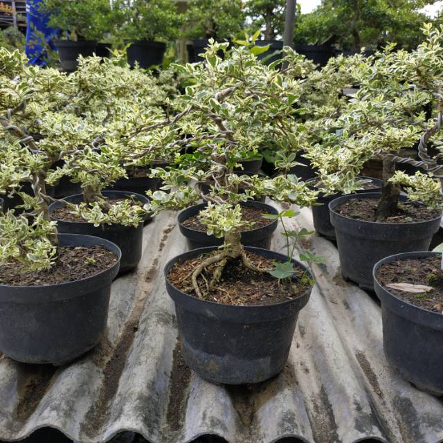 Jual Legistrum Varigata Indonesia|Shopee Indonesia