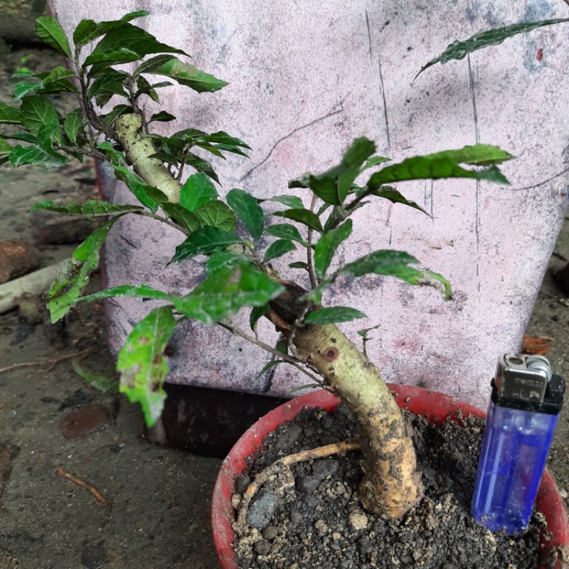 Jual Bahan Bonsai Serut Mame Doyong. Indonesia|Shopee Indonesia