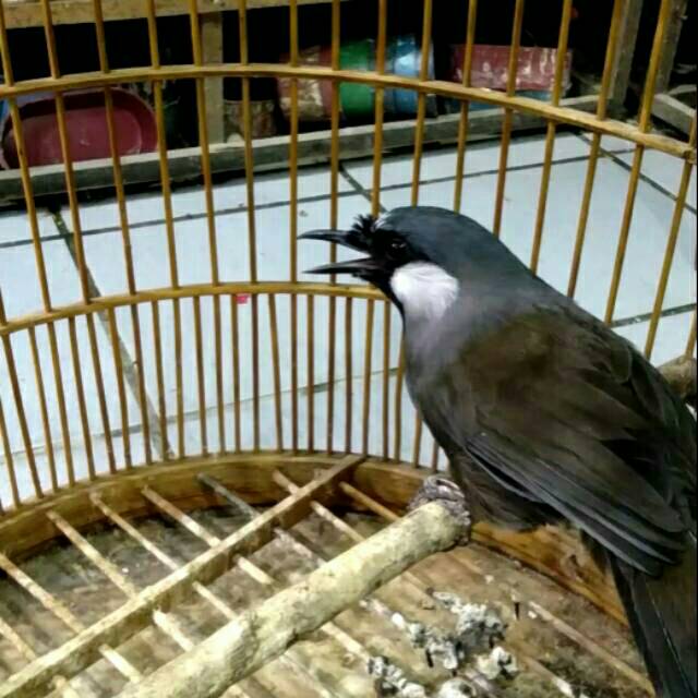 Poksay hongkong Shopee Indonesia