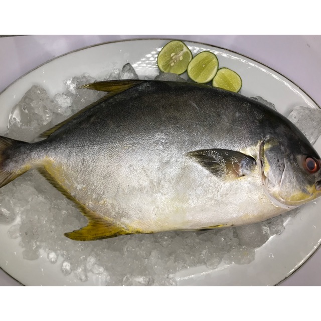 Ikan Bawal Jepang Fresh 1 kg Shopee Indonesia