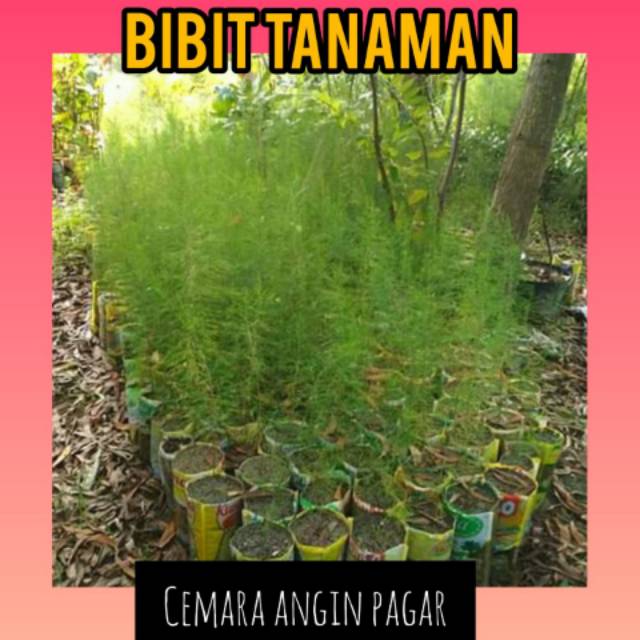 Bibit Tanaman Cemara Angin Pagar Shopee Indonesia