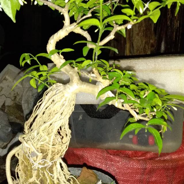 Jual Anting Putri Mame Indonesia|Shopee Indonesia