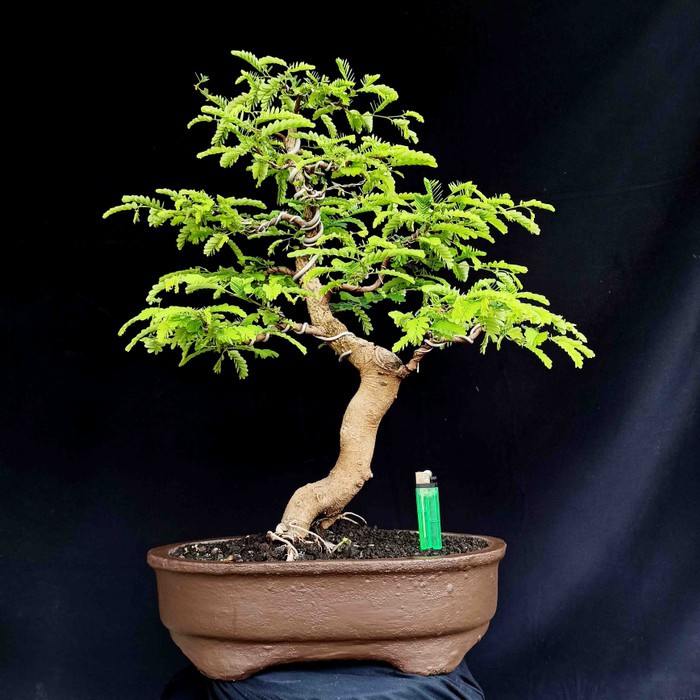 Jual Bonsai Subur Tanaman Pohon Asem Asam Jawa In Formal Indonesia|Shopee  Indonesia