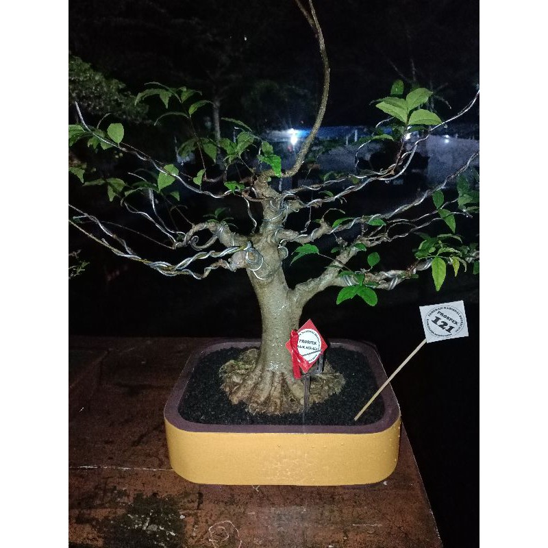 Jual Bonsai Anting Putri Medium Prospek Indonesia|Shopee Indonesia