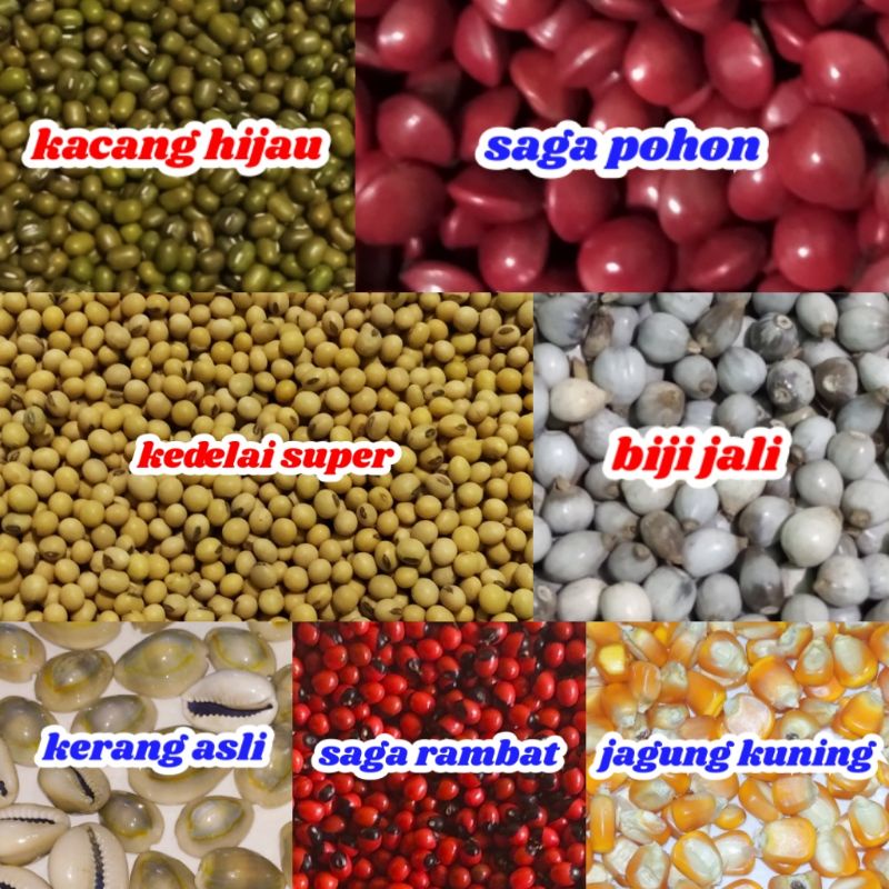 Jual Paket Bahan Kolase Biji Bijian Dan Kerang Indonesia|Shopee Indonesia 800_X_800_jpg