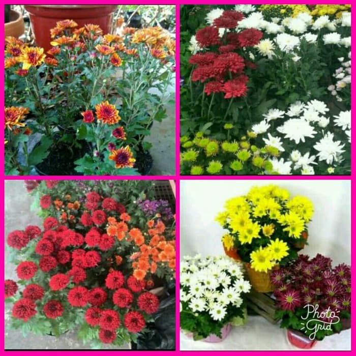 Bibit Bunga Krisan Hidup | Shopee Indonesia