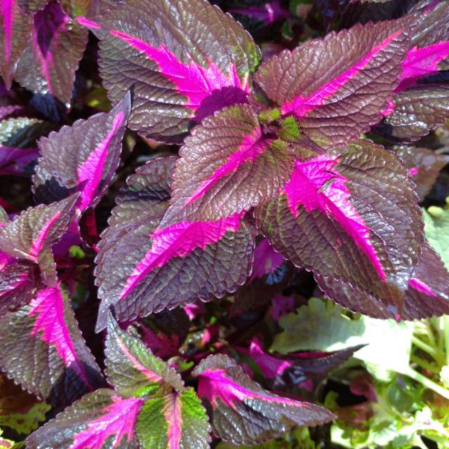Bunga miana merah / benih herbal / tanaman hias / izzah flowers