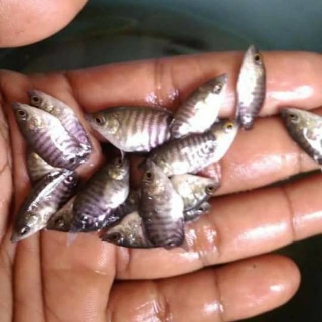 Bibit gurame soang, gurame soang, bibit ikan Shopee Indonesia
