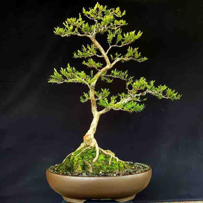 Jual Tanaman Bonsai Pohon Cendrawasih Natural Prospek Subur  Indonesia|Shopee Indonesia