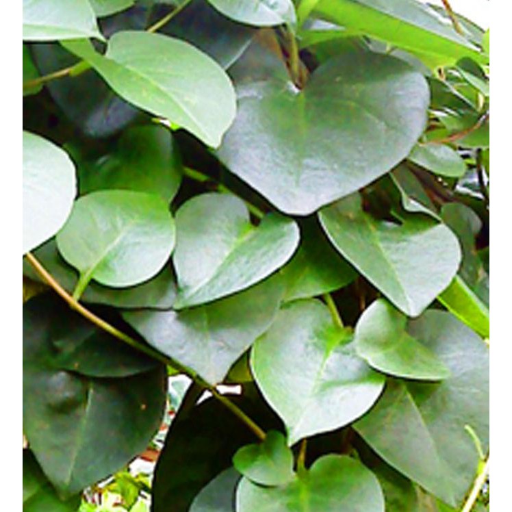 73 Gambar Daun Dadap Terbaik Gambar Pixabay