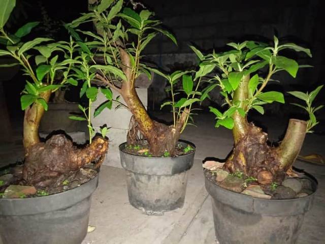 Jual Bahan Bonsai Loa Indonesia|Shopee Indonesia